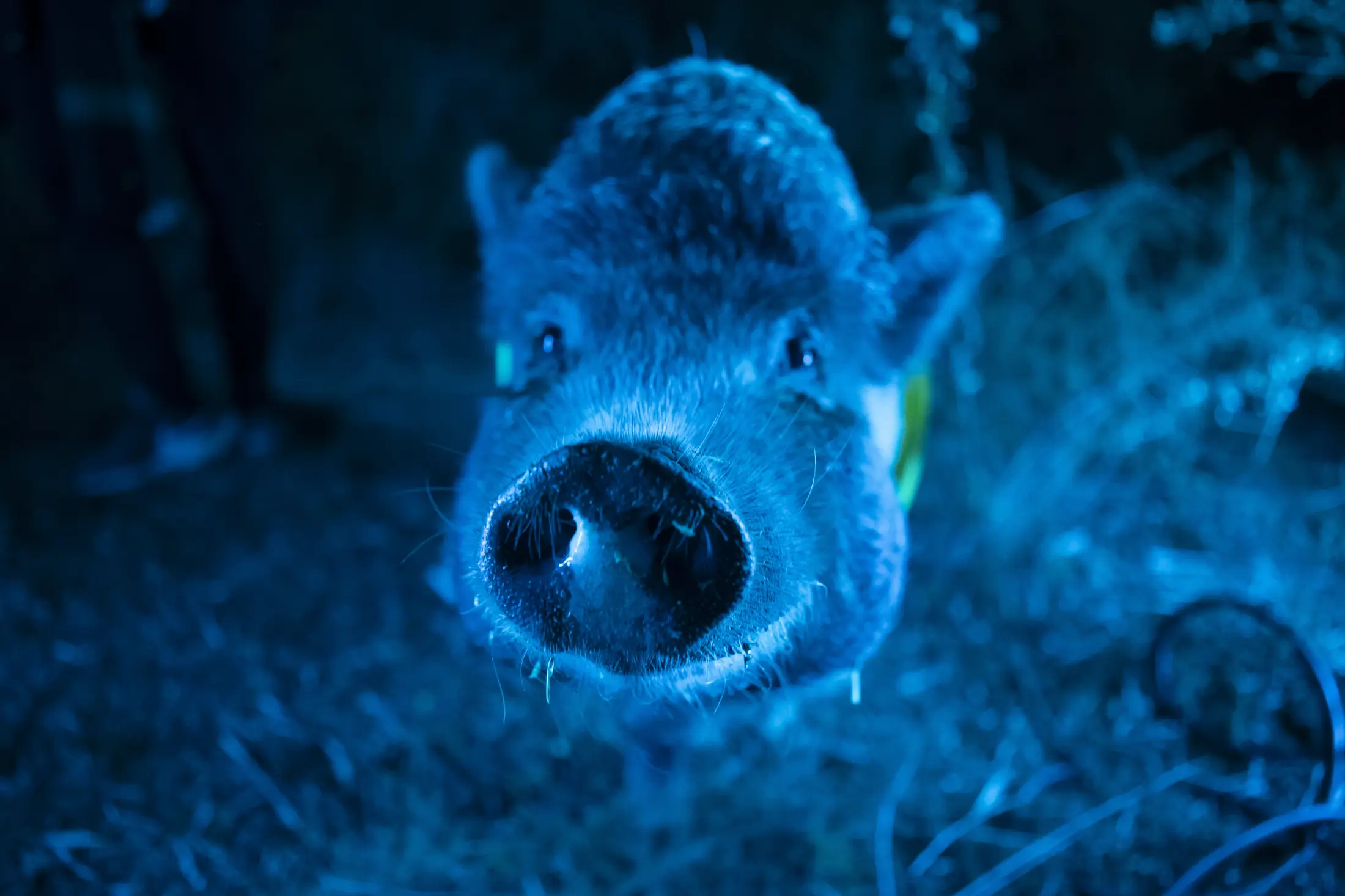 Foto Fija